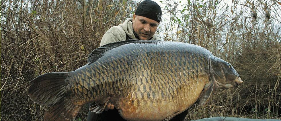 Самый крупный сазан. Горбатый сазан. Сазан 40 кг. Карп 120 кг. Мировой рекорд карп 135кг.