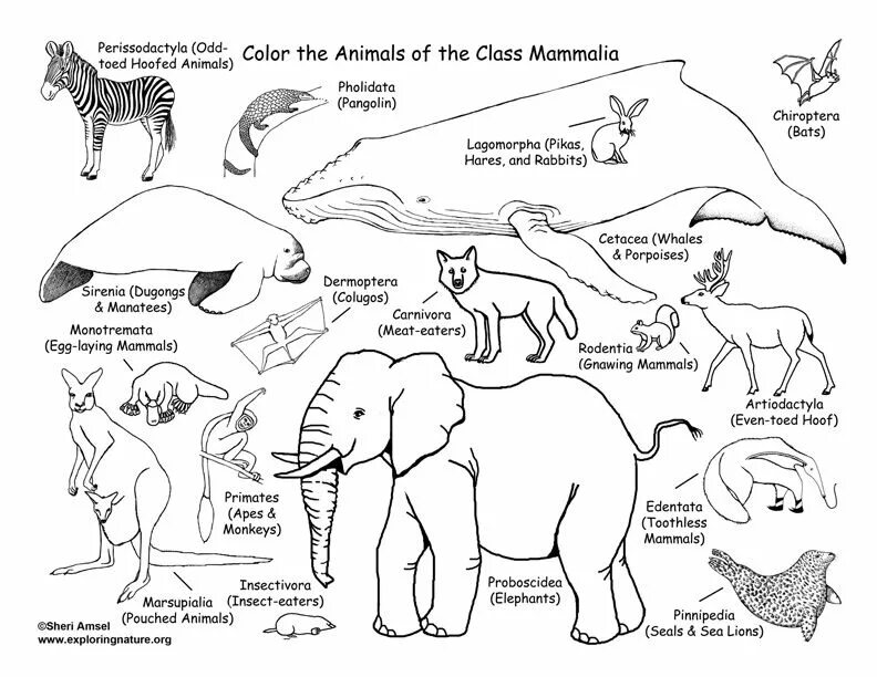 Млекопитающие рисунок. Рисунок млекопитающих животных. Раскраска млекопитающие животные. Млекопитающие для детей.