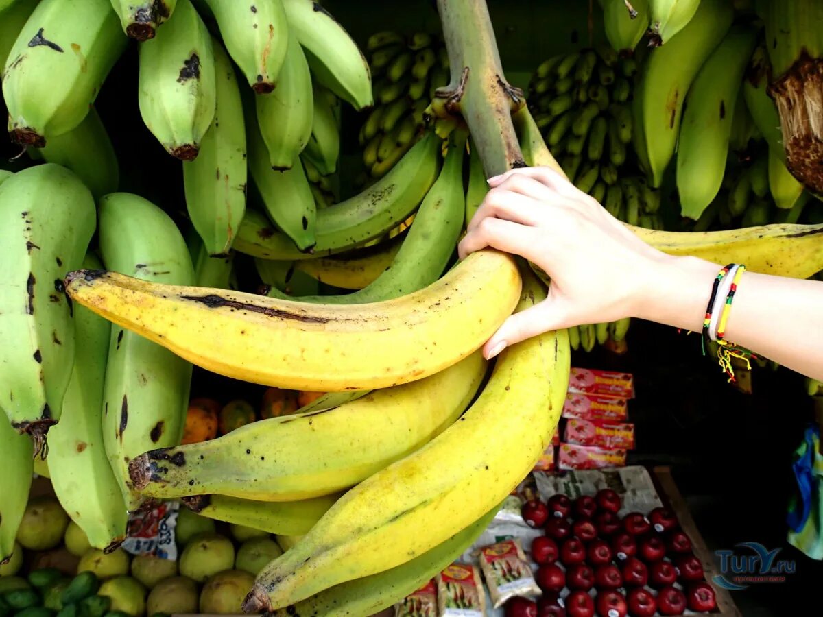 Фрукты шри ланки. Бананы Шри Ланка. Гигантский банан. Гигантские бананы сорт.