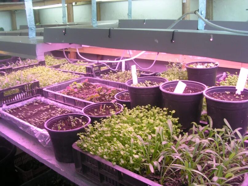 Лучший магазин рассады. Цветы рассада. рассада однолетников. ассортимент цветочной рассады.