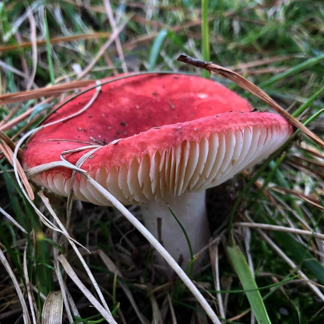 Есть гриб сыроежка. Сыроежка жгучеедкая. Сыроежка жгучеедкая (Russula emetica). Гриб сыроежка Болотная. Сыроежка сардониксовая.