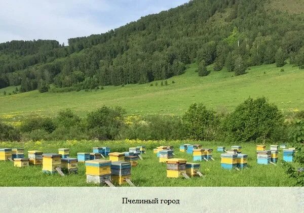 Пасека в чемале горный алтай. Пасека в чемале горный алтай. Медом в ухо бирюзовая катунь. Экскурсия на пасеку алтая. Алтай пасека бирюзовая катунь.