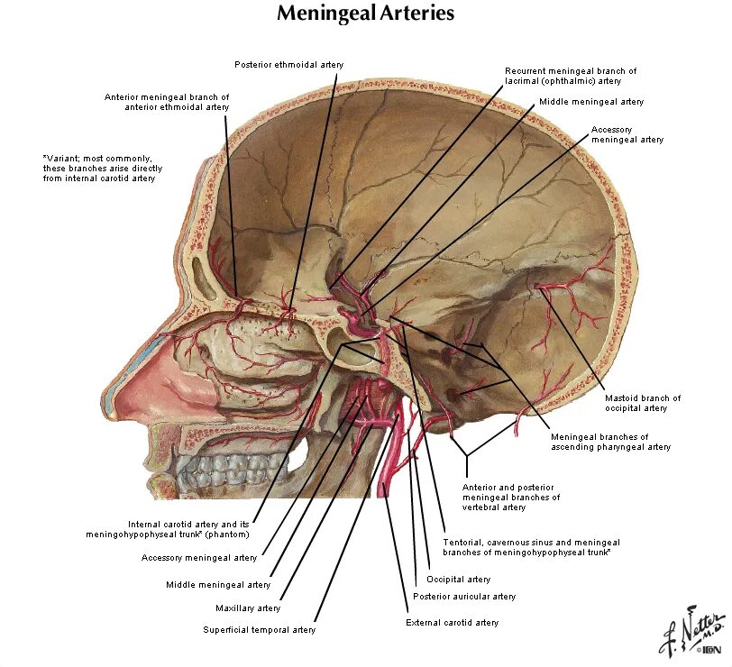 Средняя менингеальная артерия. Задняя менингеальная артерия. Менингеальные ветви артерий. Схема черепно-мозговой топографии кренлейна-Брюсовой.