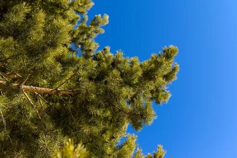 Pine