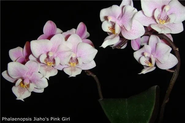 Фаленопсис пинк твайлайт. Jiaho's pink girl. Phal pink. Фаленопсис пинк твилайт. Phal pink.