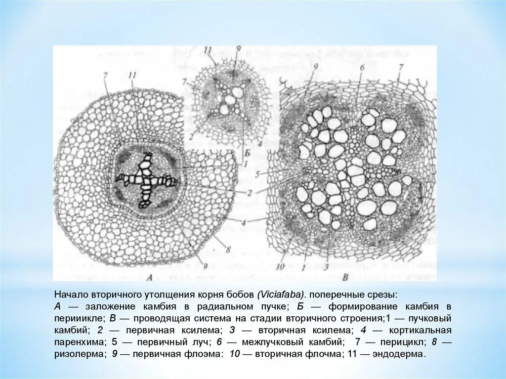 Анатомия растений строение корня срез. Поперечный срез корня Лютика. Анатомическое строение корня поперечный срез. Поперечный срез вегетативного органа растения.