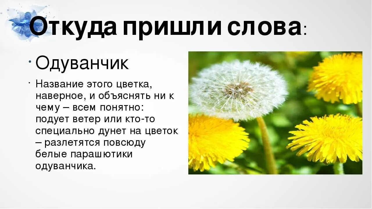 Одуванчик с названием. Почему называется одуванчик. Почему одуванчик так назвали. Одуванчик описание. Текст описание про одуванчик 3