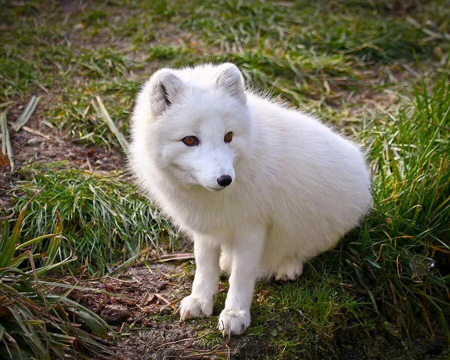 Песец арктических пустынь. Полар фокс песец. Песец чб. The white fox. Тундровый песец.