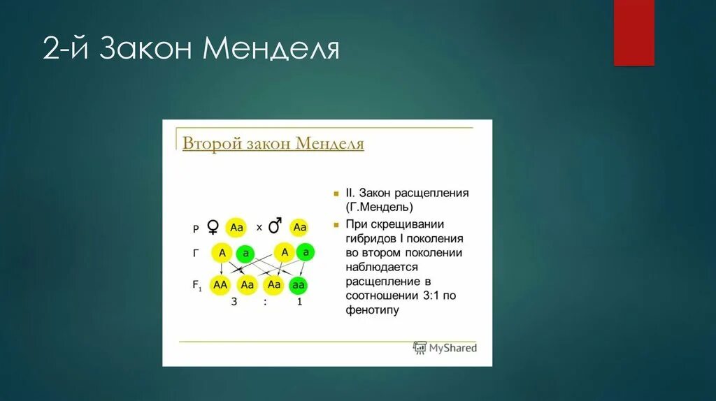 Установите соответствие между законами г менделя. Третий закон Менделя биология 10 класс. Второй закон Менделя. Закон расщепления Менделя. Закон расщепления Менделя схема.