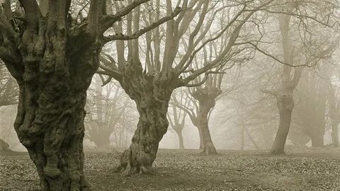 Scary park
