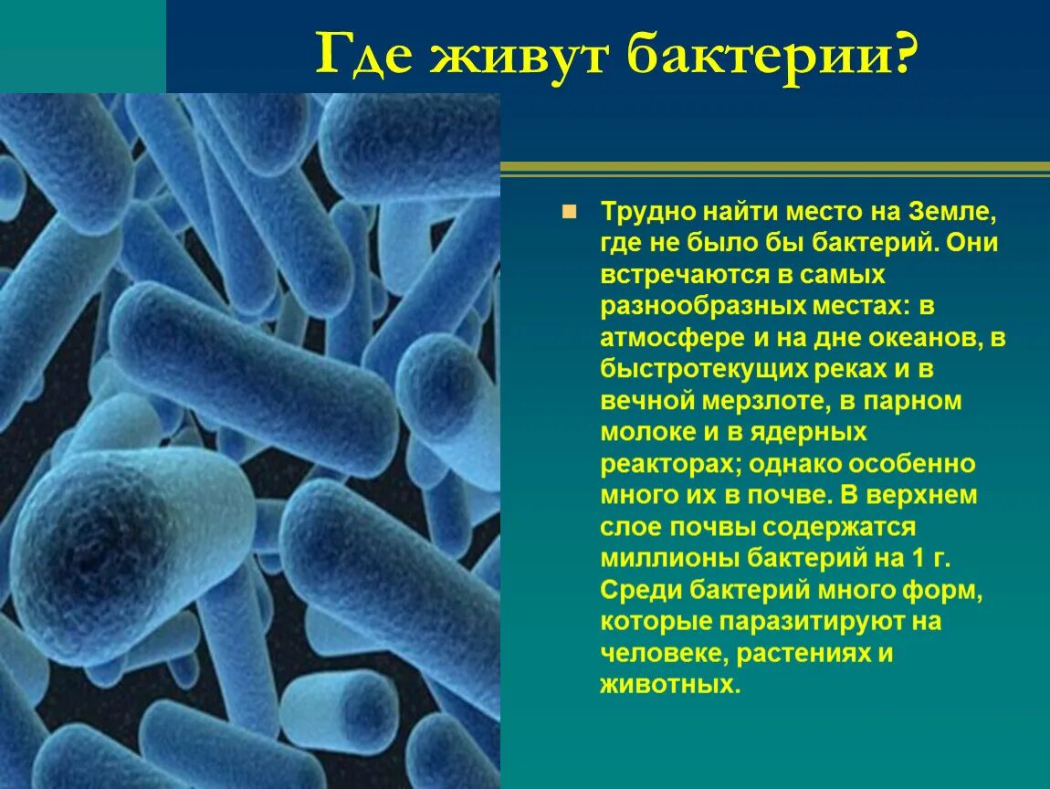 2 бактерии 1 8. Презентация на тему бактерии. Презентация на тему микробы. Доклад о бактериях. Проект микроорганизмы.