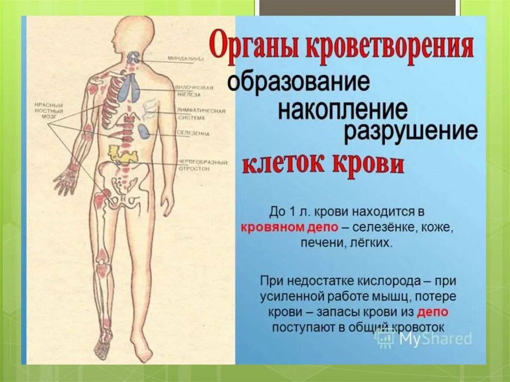 Анатомия кроветворной системы человека. Строение и функции органов кроветворения. Органы кроветворения у человека. Центральные и периферические органы кроветворения. Органы кроветворения иммунной