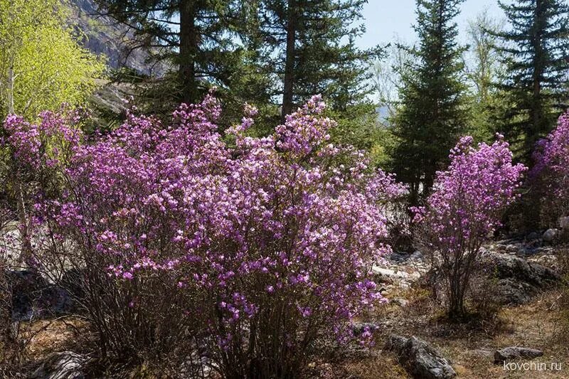 Спирея дубравколистная Садовый центр "Berberis"