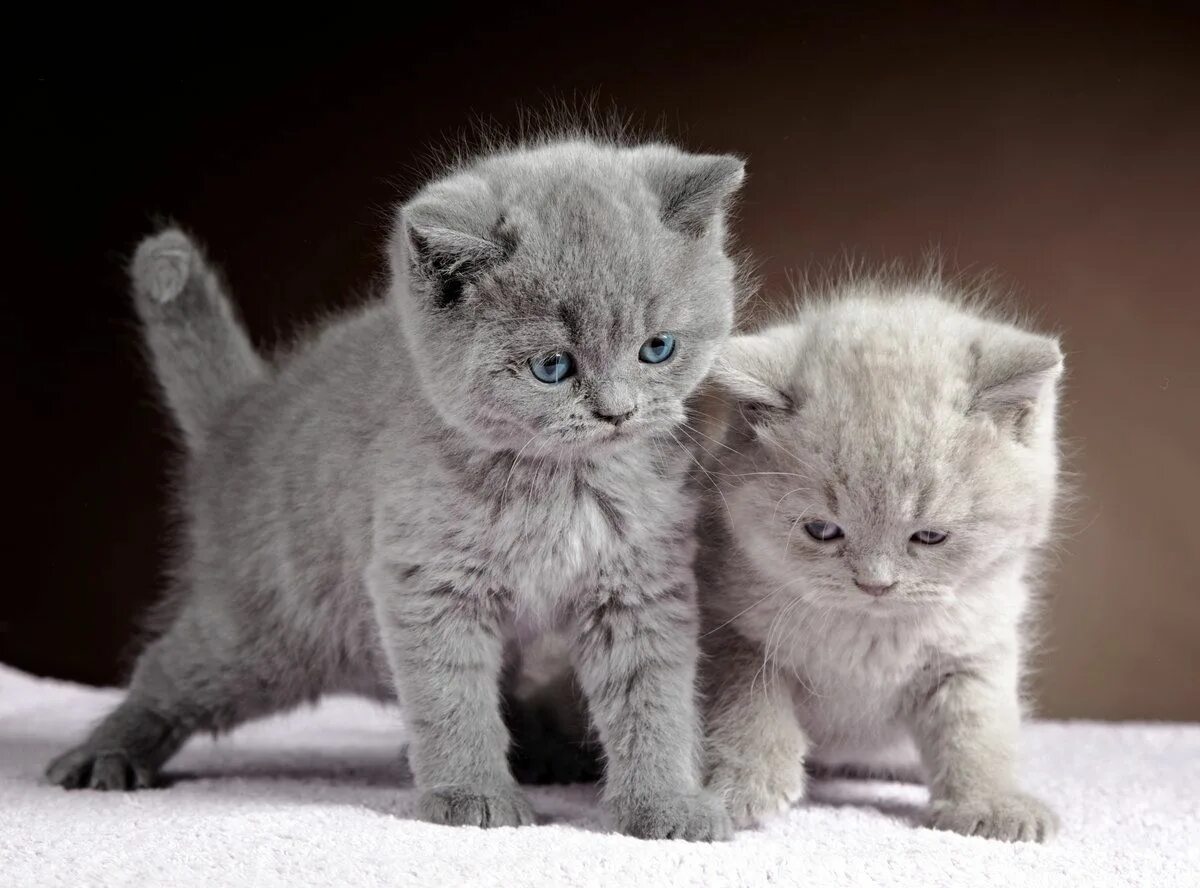 Kitten for 2