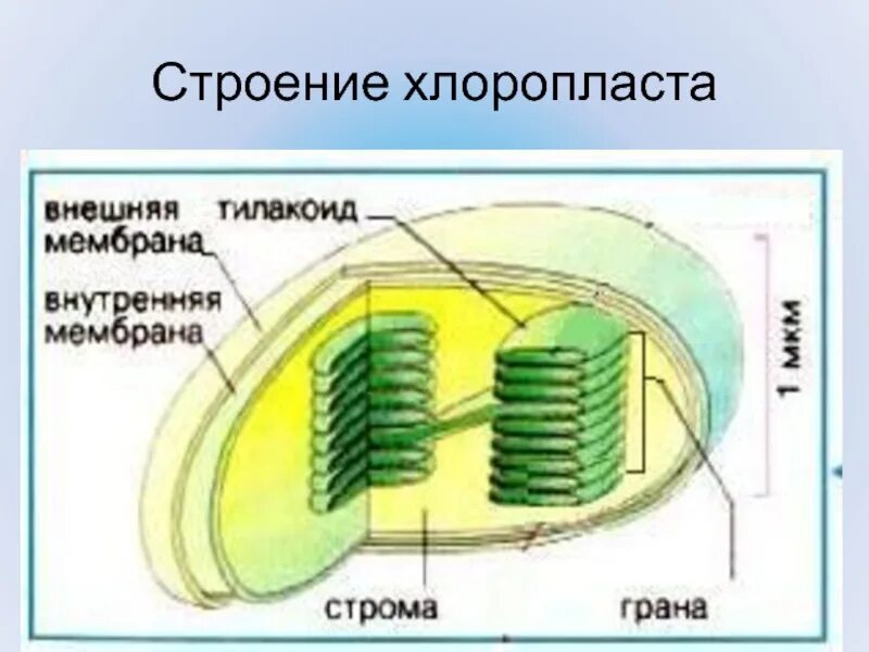 В строме хлоропластов протекает. Строение хлоропласта. Структура хлоропласта. Внутреннее строение хлоропласта. Схема строения хлоропласта.