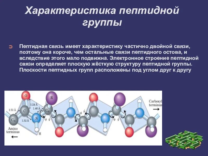 Строение пептидной группы. Свойства пептидной группы. Строение пептидной связи. Характеристика пептидной связи. Пептидная группа атомов