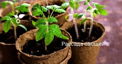 Сонник рассада помидор