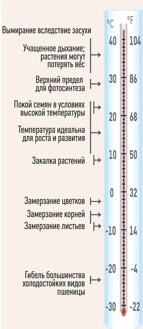 В условиях комнатных температур. Температурный режим растений. Температура для комнатных растений. Оптимальная температура для растений. Температурный режим для комнатных растений.