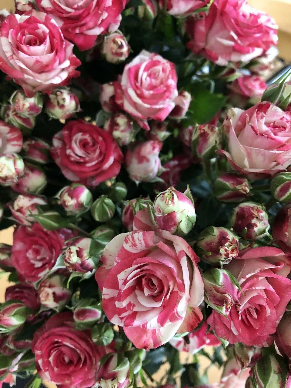 Мама розочки. Розы для мамы. Сорта роз для мамочки. Розовые розы для мамы.