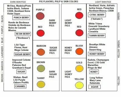 Variety перевод