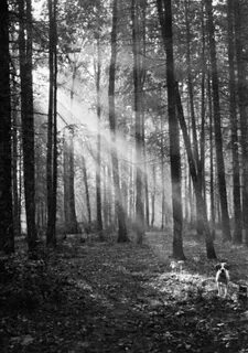 Лес фотограф