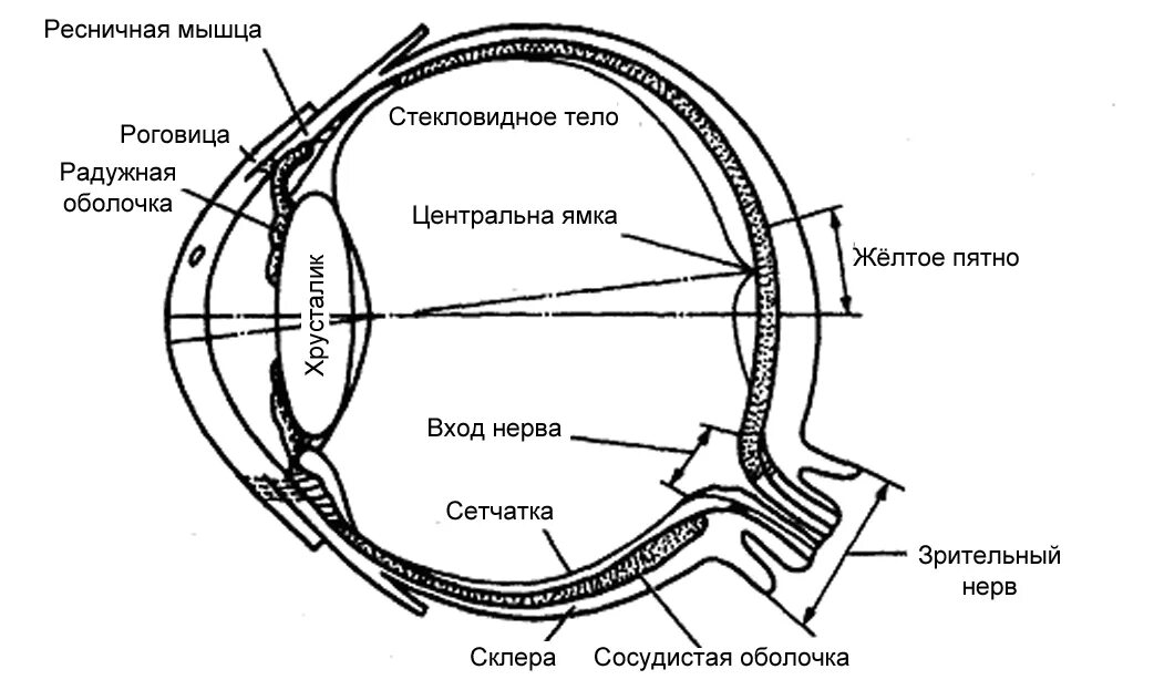 Глазной анализатор строение рисунок. Схема строения зрительного анализатора человека. Схема строения зрительного анализатора 8 класс. Схема анализатора зрения.