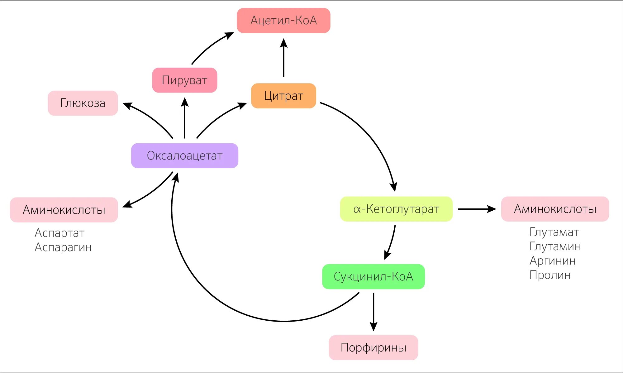 Глюкоза ацетил коа. Роль ацетил КОА В обмене веществ. Ацетил КОА цикл. Ацетил КОА В цитрат. Глюкоза в ацетил КОА.