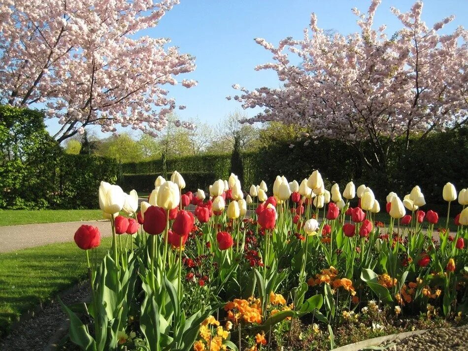 Весенний сад. Тюльпаны в саду. Весенние цветы в саду. Цветущие сады в мае. В мае начнем работать