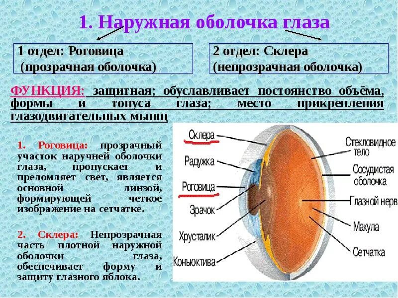 Наружная строение и функции. Наружная оболочкаглазногояблоко. строение наружной оболочки глазного яблока. внешняя оболочка глаза. наружная оболочка состоит из.