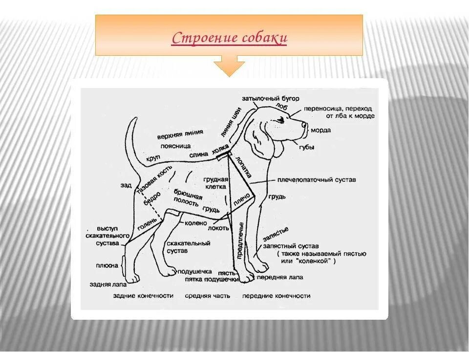 Внешнее строение млекопитающих схема. Строение собаки. Строение тела собаки. Внутреннее строение собаки. Внутреннее строение млекопитающих рисунок