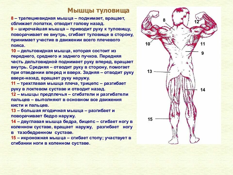 Мышца поднимающая руку вверх