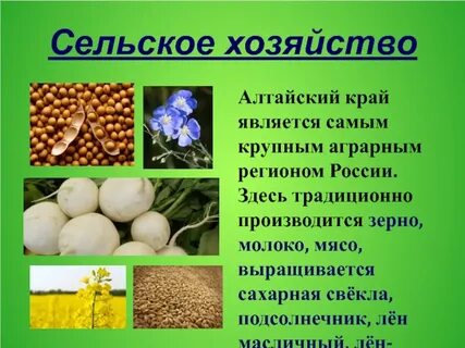 Экономика алтайского края