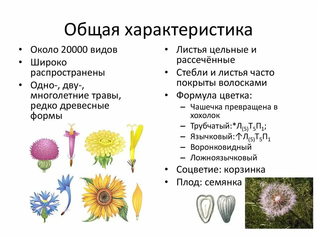 Соцветие корзинка Однодольные или двудольные. Однодольные и двудольные соцветие. Типы однодольных растений. Соцветия однодольных и двудольных растений.