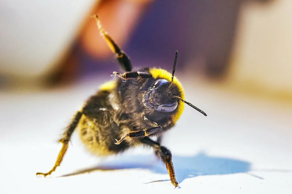 Гнездо медоносных пчел. Спящий шмель. Незаразные болезни пчел. Пчелы. Шмель фото.