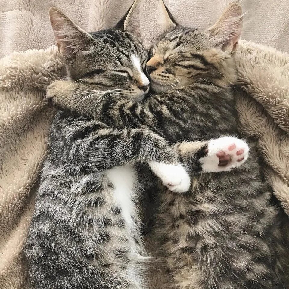 Кошечки любовь. Котики обнимаются. Кошки в обнимку. Два котика. Котик обнимает.