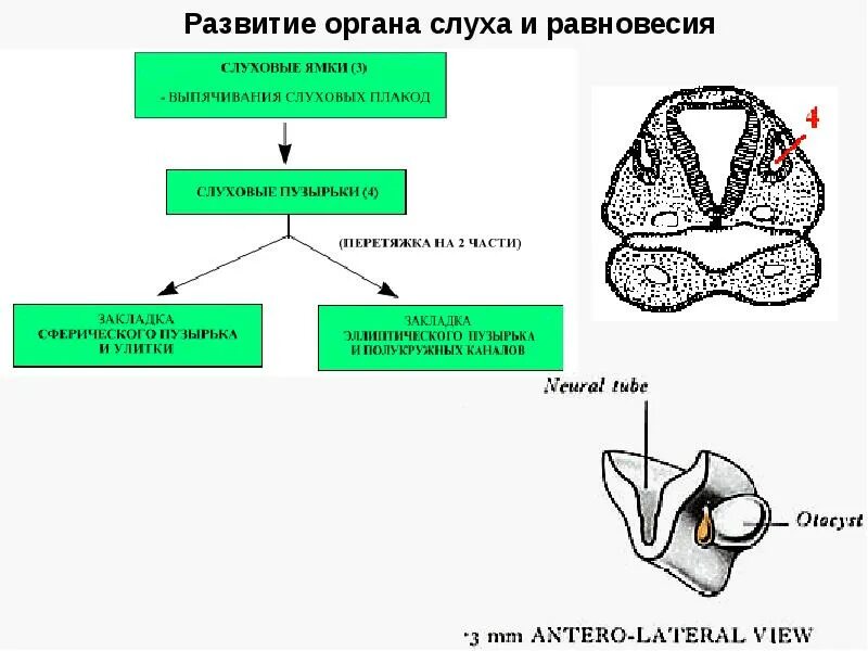 Эмбриональное развитие органа слуха гистология. Источники развития органа слуха и органа равновесия гистология. Источники и закономерности развития органа слуха. Источники эмбрионального развития органа равновесия и слуха.. Орган слуха и равновесия презентация