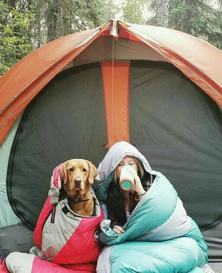 Девушка около палатки. Camper dog. Tent camping with dogs. Эрин дог кемп. Tent camping with dogs.