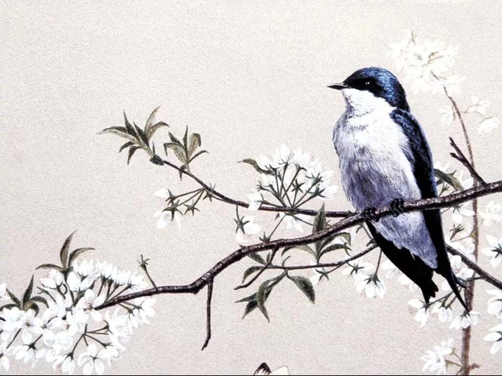 Изящную птицу ласточку называют символом весны. Ласточки живопись. Птичка на ветке рисунок. Птицы на ветке живопись. Ласточка акварель.