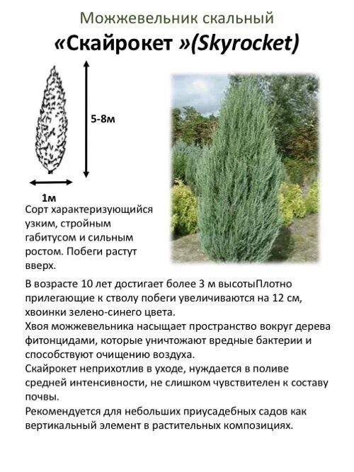 Виды скального можжевельника фото и описание Можжевельник скальный: Скайрокет, Р9 Интернет-магазин саженцев "Омский Садовод