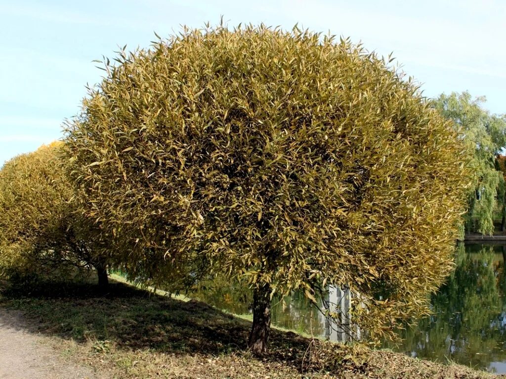 Ива шаровидная фото и описание. Ива ломкая Salix fragilis. Ива ломкая шаровидная. Ива ломкая (шаровидная) Salix fragilis. Ива ломкая шаровидная Булата.