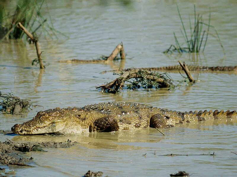 Крокодилы на шри ланке. Гребнистый крокодил Шри Ланка. Морской крокодил Шри Ланка. Шри Ланка Яла парк крокодилы.