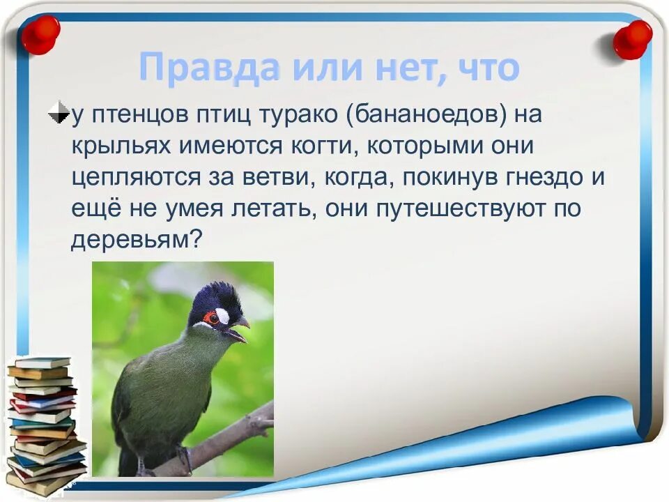 Птицы учат птенцов летать. Слеток дрозда рябинника. Птенец не умеющий летать. Птенчик взлетел продолжить предложение. Чибис птица птенцы.