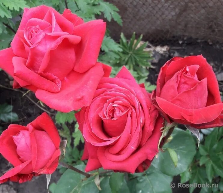 роза казахстанская юбилейная энциклопедия роз. казахстанская юбилейная. роза казахстанская юбилейная энциклопедия роз. розы сорта казахстанская юбилейная. казахстанская юбилейная.