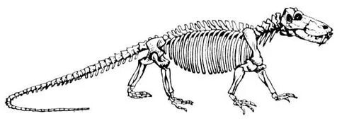 На рисунке изображен майаспондил вымершая рептилия. Титанофонеус. Скелет длинного хвоста. Скелет пресмыкающихся. Рисунки животных скелет головы.