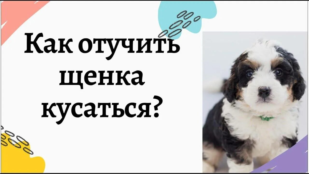 Как отучить собаку кусать хозяина. Отучить собаку кусаться. как разучить щенка кусаться. как отучить щенка кусаться за ноги. как отучить собаку кусаться за руки и ноги щенка.