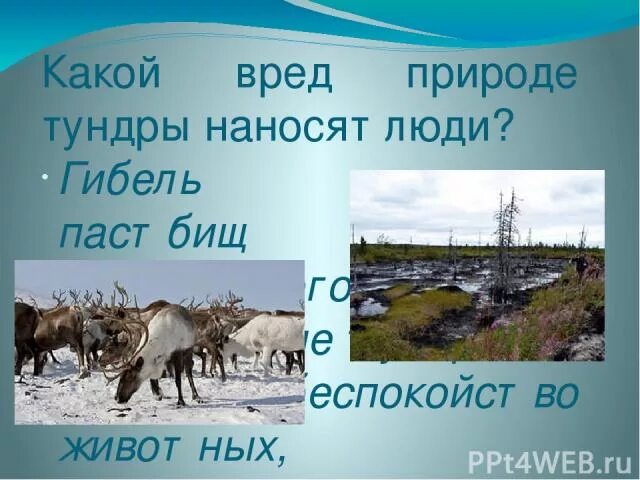 Охраняемые компоненты природы тундры. Деятельность человека в тундре. Какой вред наносит человек природе тундры. Экология тундры 4 класс. Какой вред наносит тундре деятельность человека.