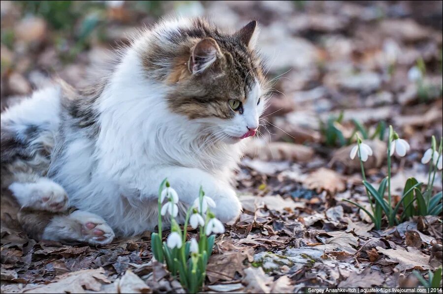 Весенняя кошечка. Весенние коты. Кошки весной. Мартовские котики.