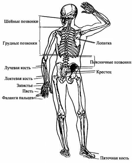 Кости позвоночника бедро и печень. Название костей спины. Поясница показать на скелете. Спина схема кости.