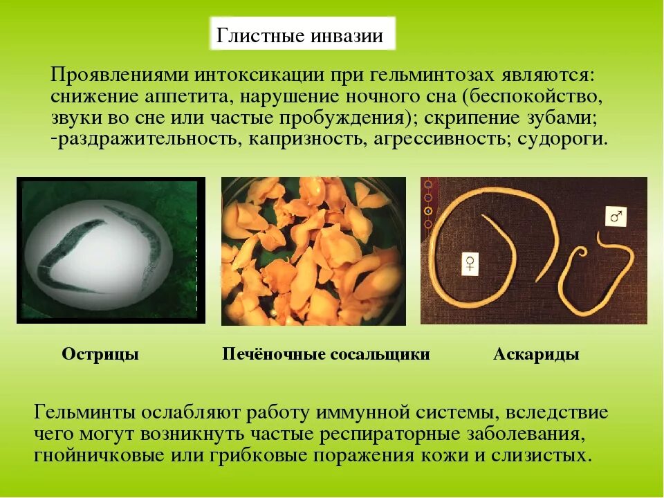 Признаки червей в организме человека. Глистно паразитарная инвазия. Глистная инвазия у человека. Инвазивные гельминтозы.