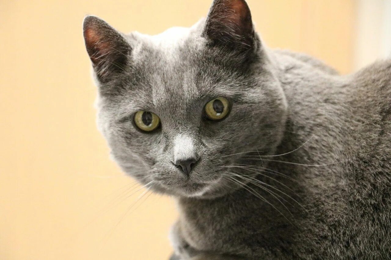Кошки с серыми глазами порода. Британская короткошёрстная кошка. Британская короткошёрстная кошка пепельная. Британская короткошёрстная кошка шартрез. Британский короткошерстный кот серый.